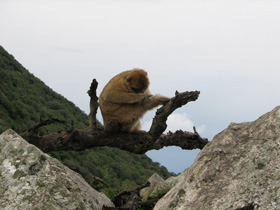 Baboon on a limb at Gibraltor