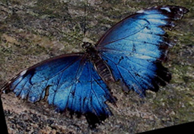 Photo of butterfly taken at Niagara butterfly conservatory