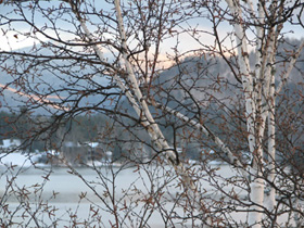 Picture of Birch 
Trees