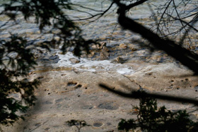 Photo Of stone at the edge of a lake in tobermory, Ontario